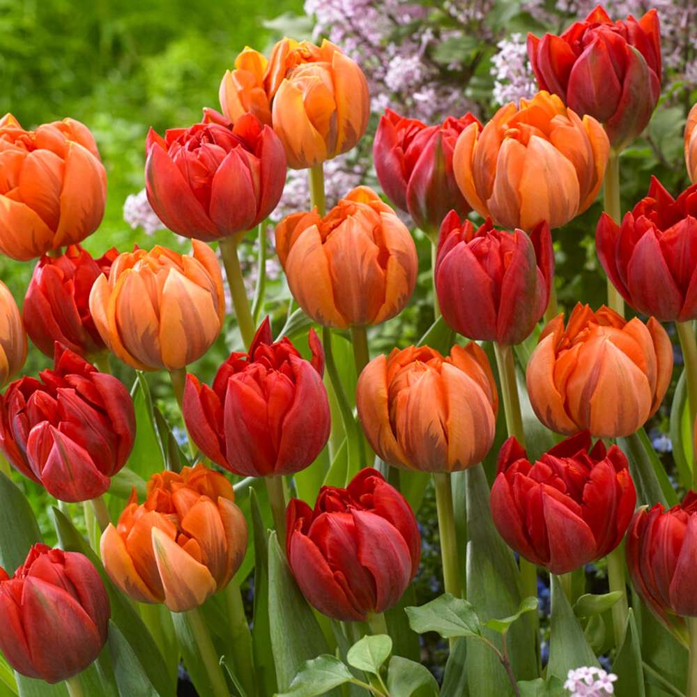 Tulipanblanding 'Peony Girl'